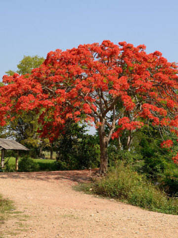 Delonix regia (Flamboyant Tree)